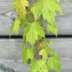 Javor červený (Acer rubrum) - výška 40-60 cm, kont. C3L